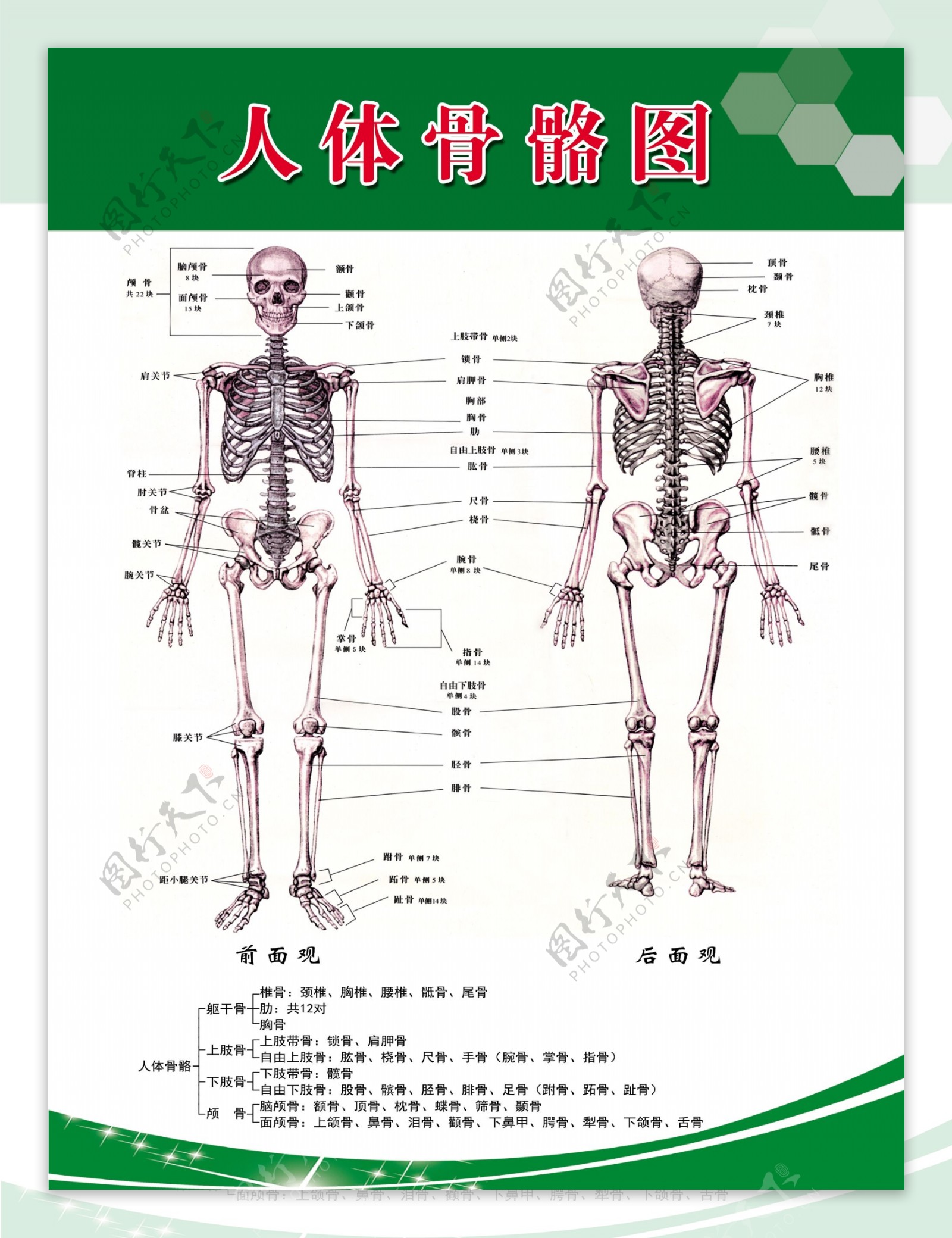 人体骨骼图海报