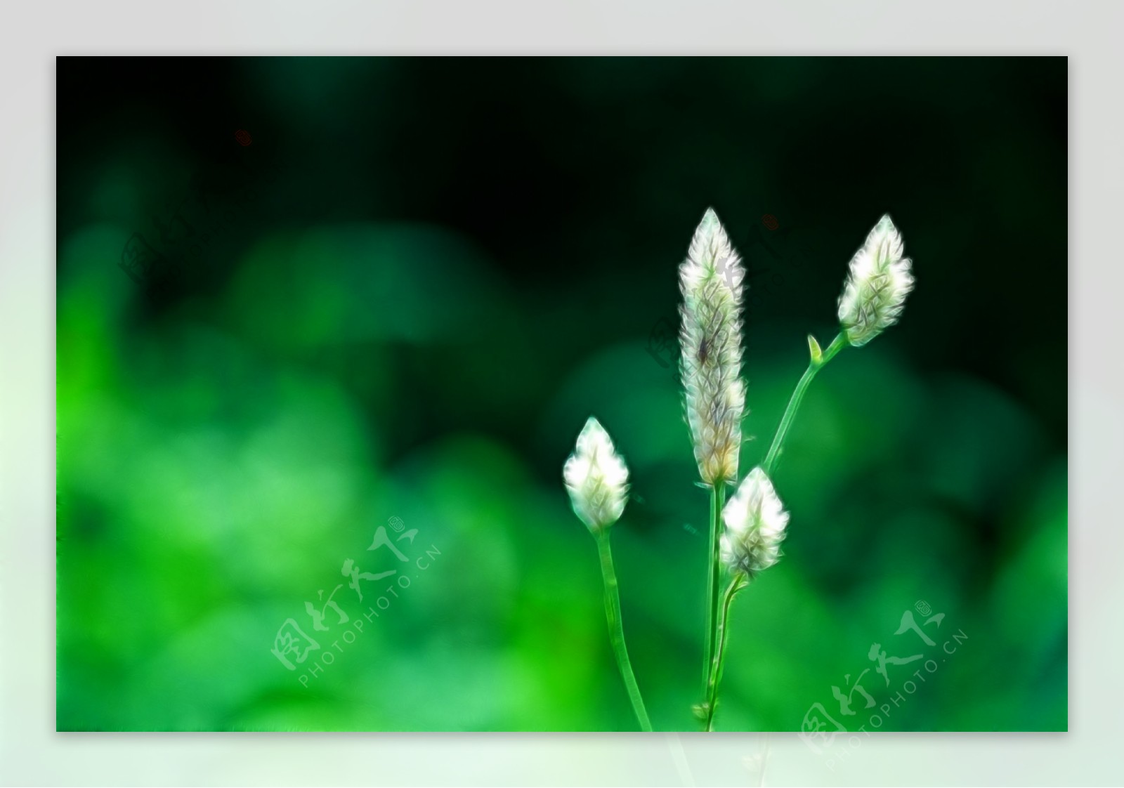 植物花卉炫光光影效果无框画装饰画