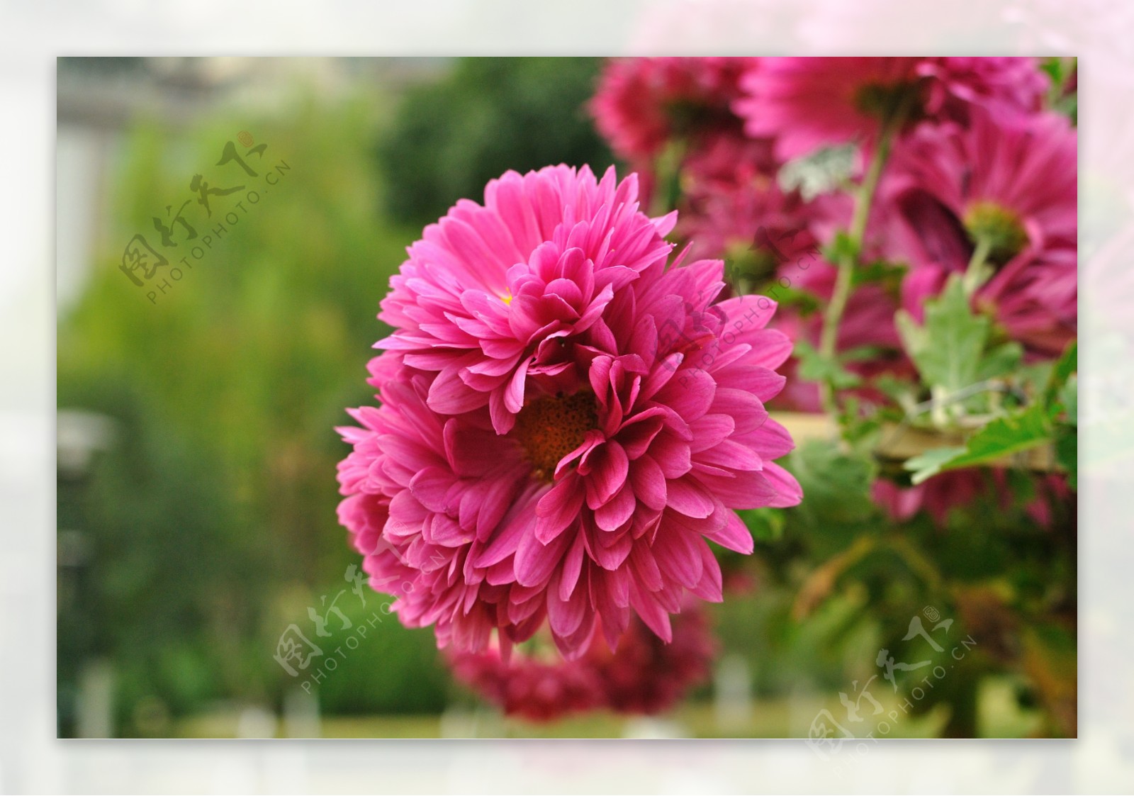 高清菊花图片