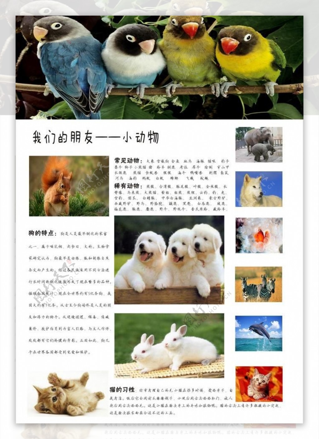 动物网页设计排版图片