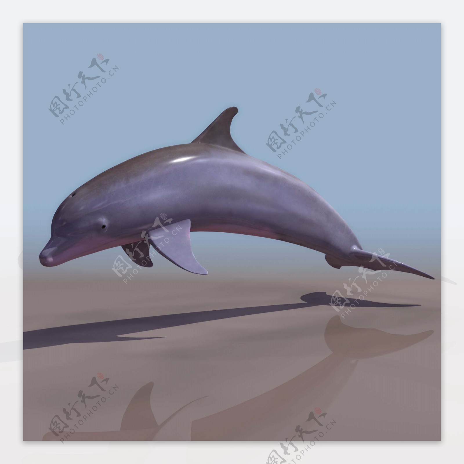 DELFIN海豚高模