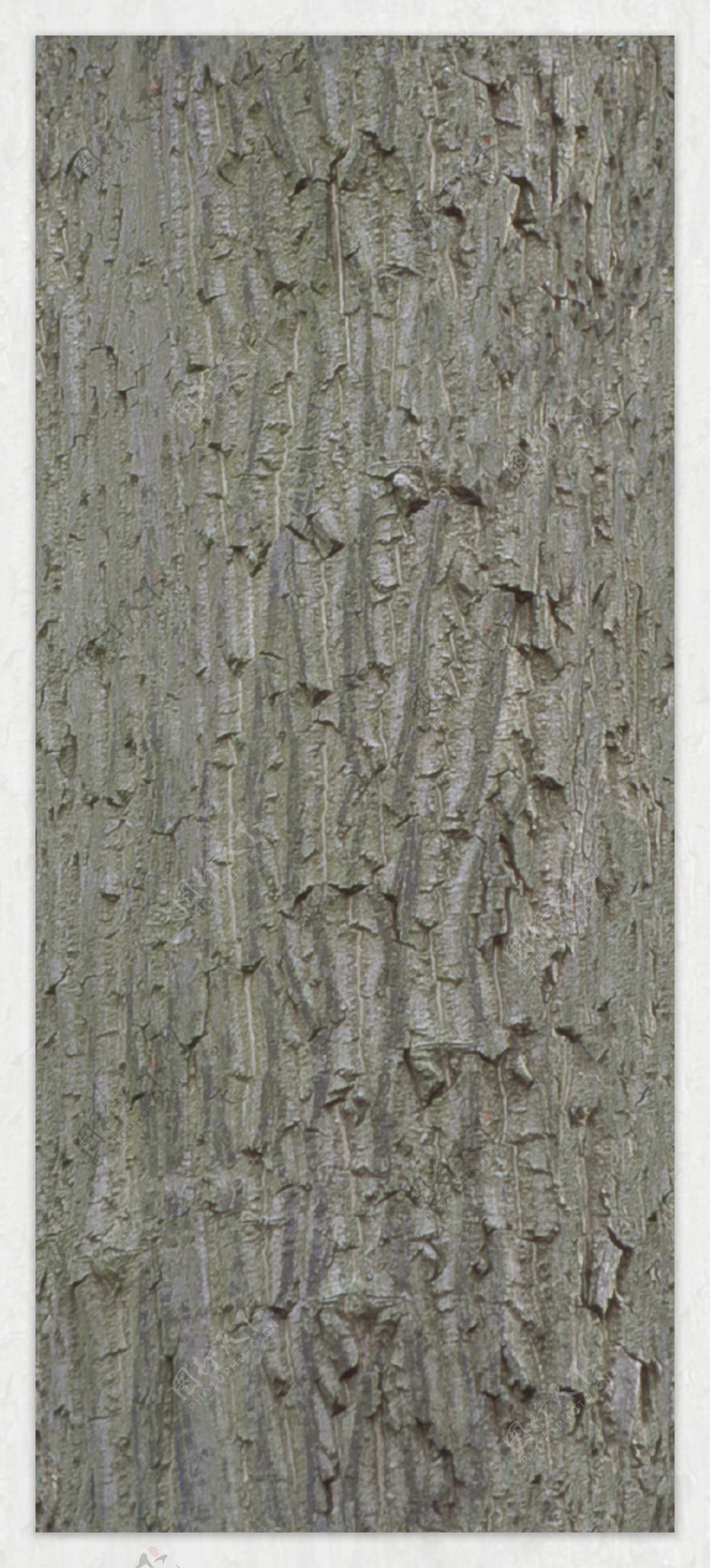 JapaneseWalnut核桃树