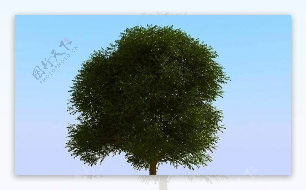 高精细榆树模型elmtree02