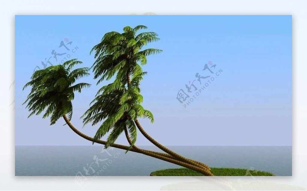 被风吹后的椰子树coconutpalm042wind