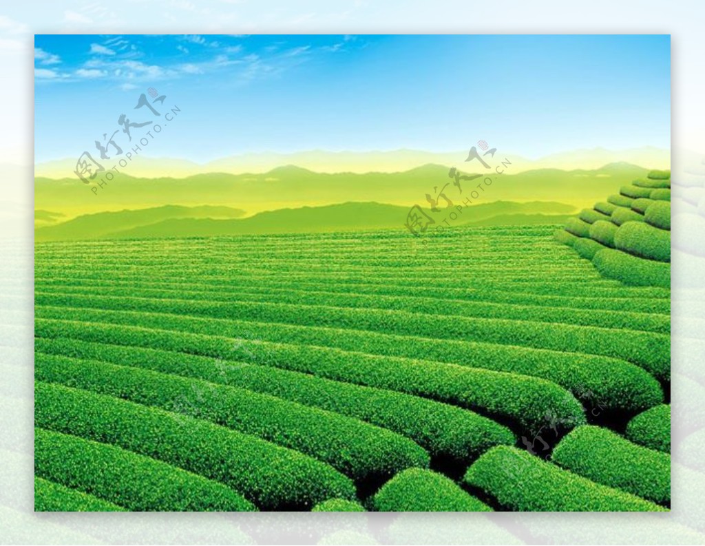 茶叶种植基地PPT