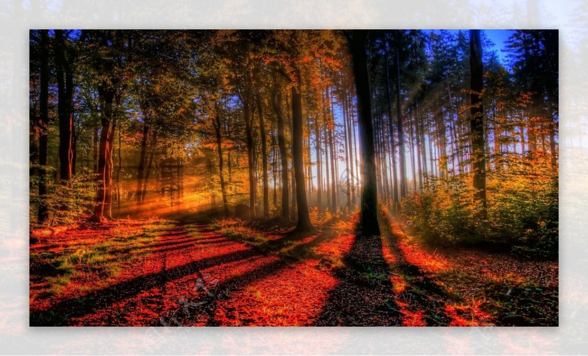 秋日阳光洒满森林唯美意境图片下载