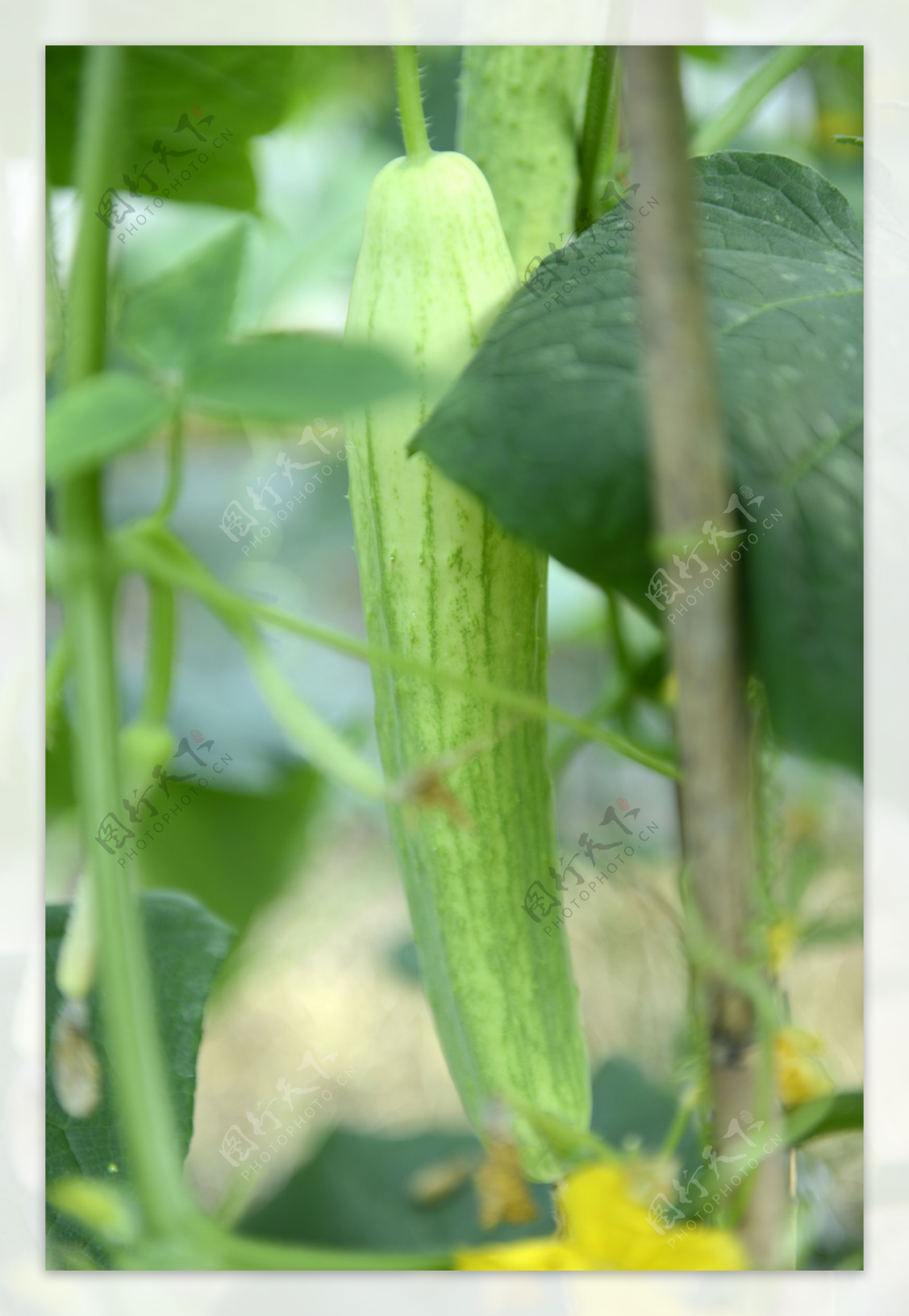 土黄瓜黄瓜蔬菜图片