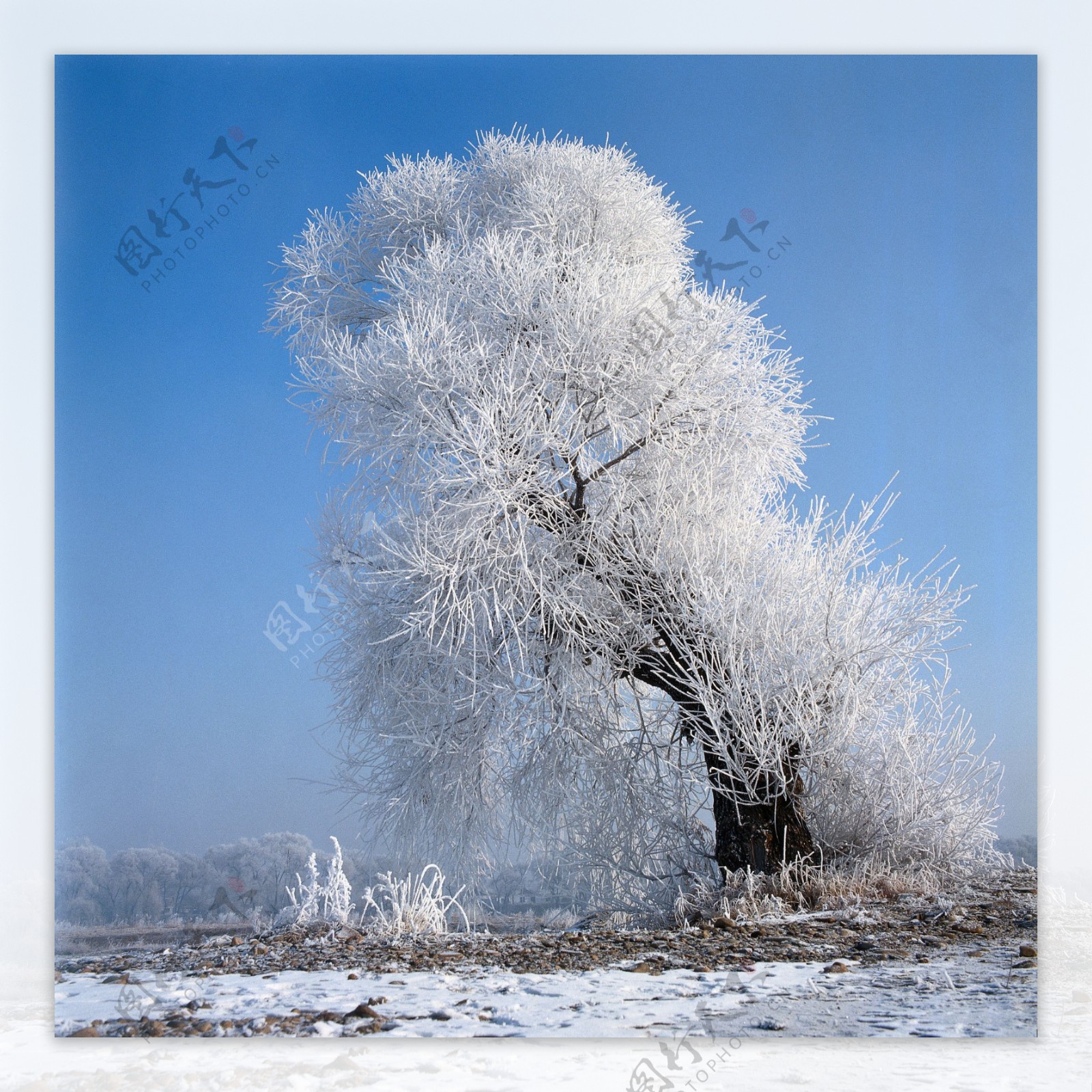 雪景图片