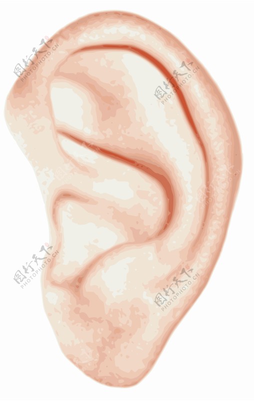 人的耳朵