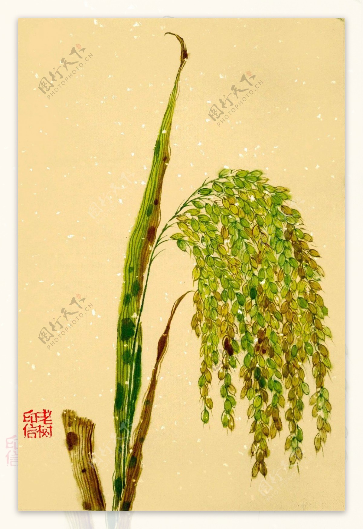 金黄色的稻穗背景图片