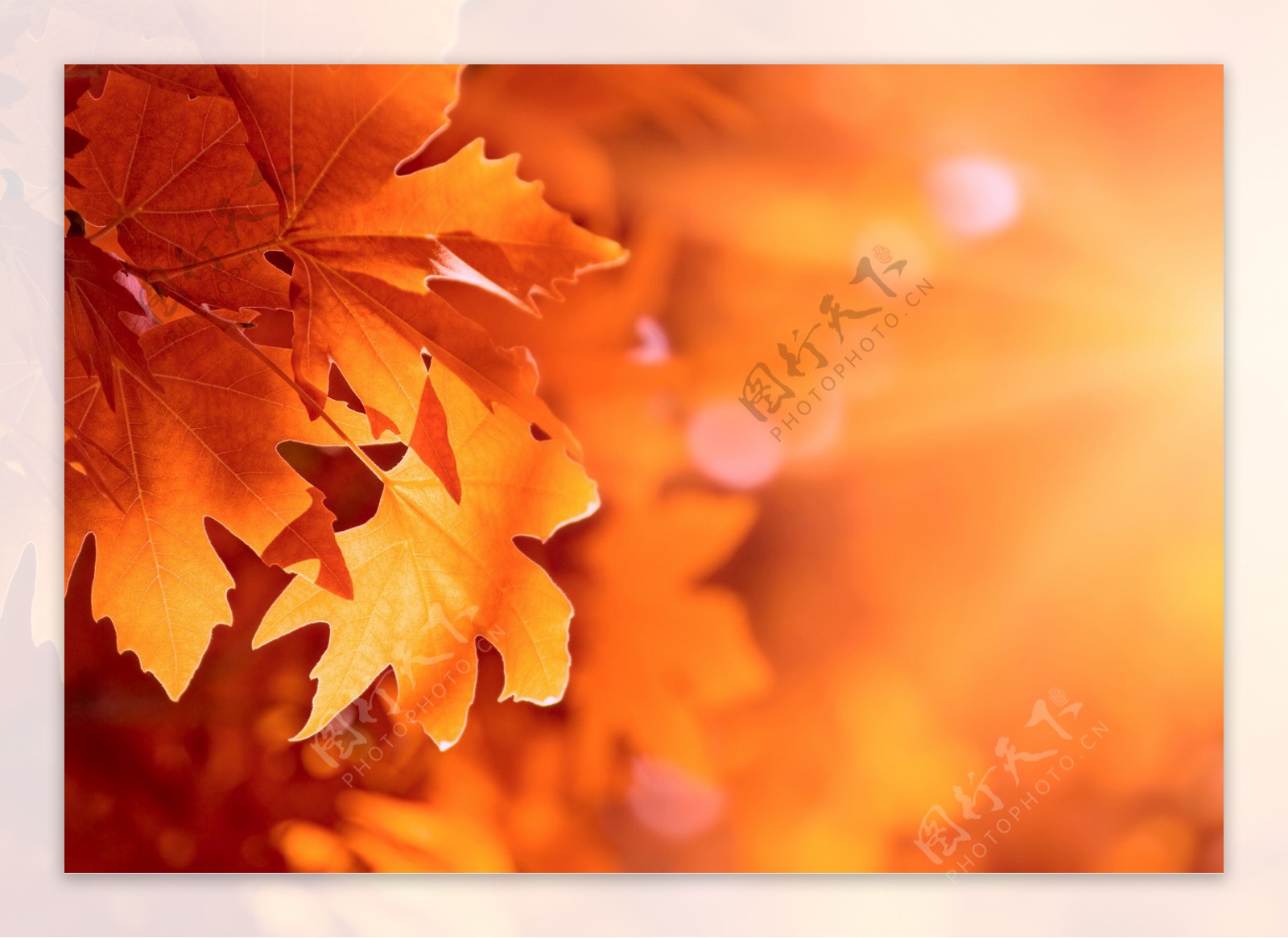 5张秋天的树叶高清图片1