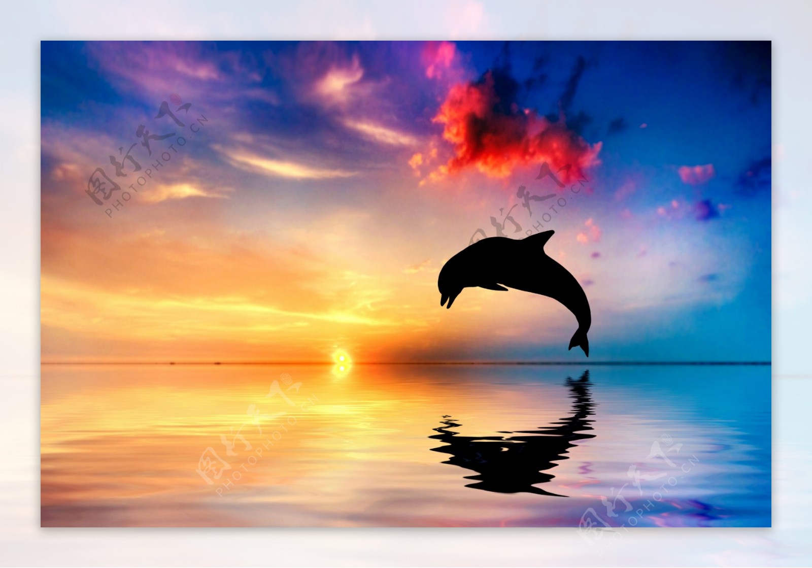 夕阳海豚