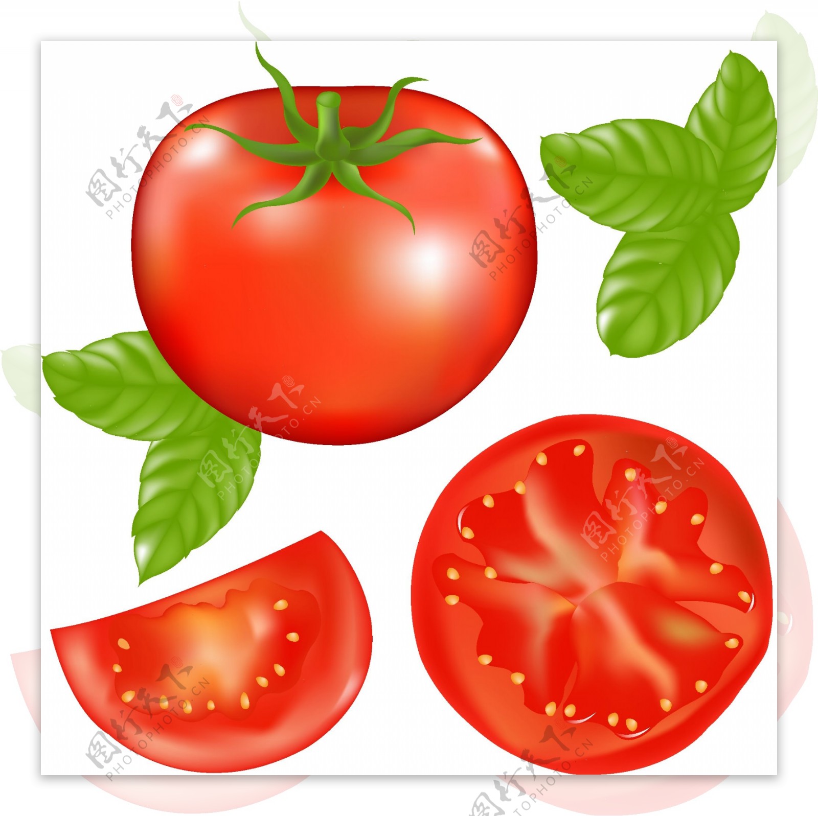 精美西红柿矢量素材