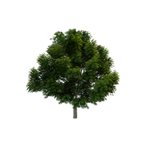 3D松树模型