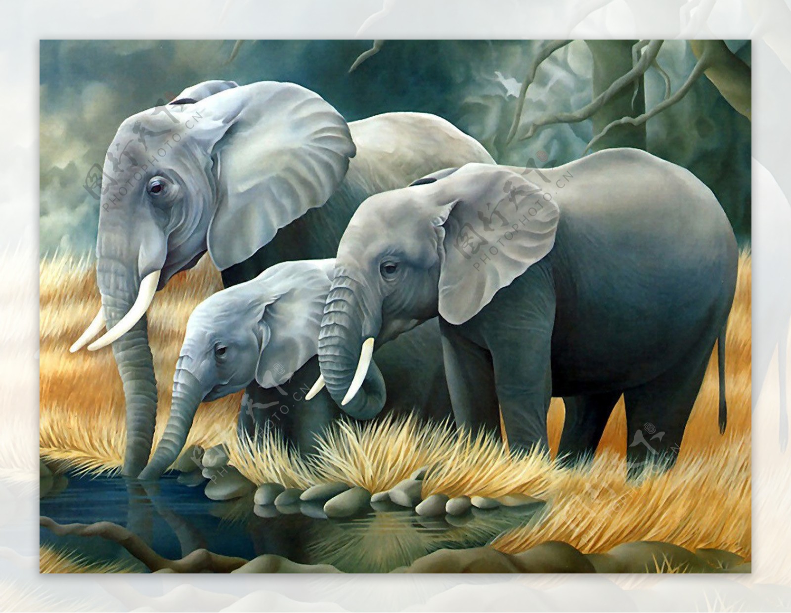 动物背景之大象