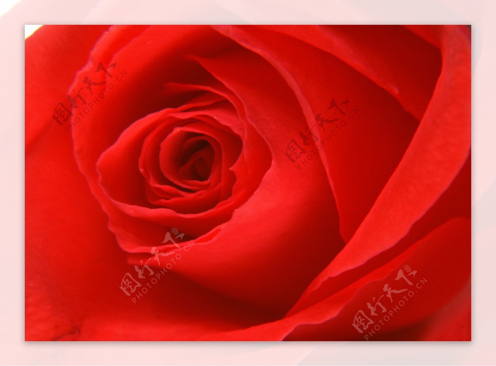 红玫瑰背景图