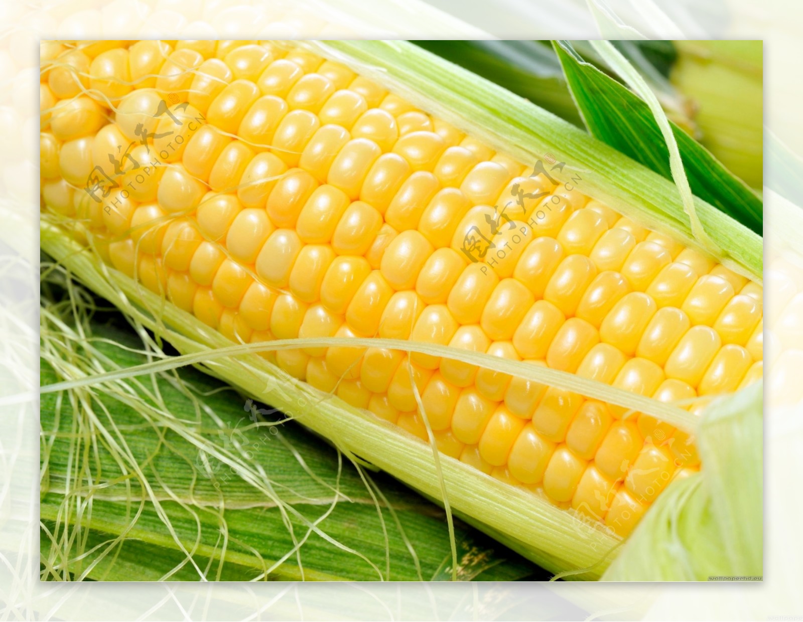 高清玉米背景素材图