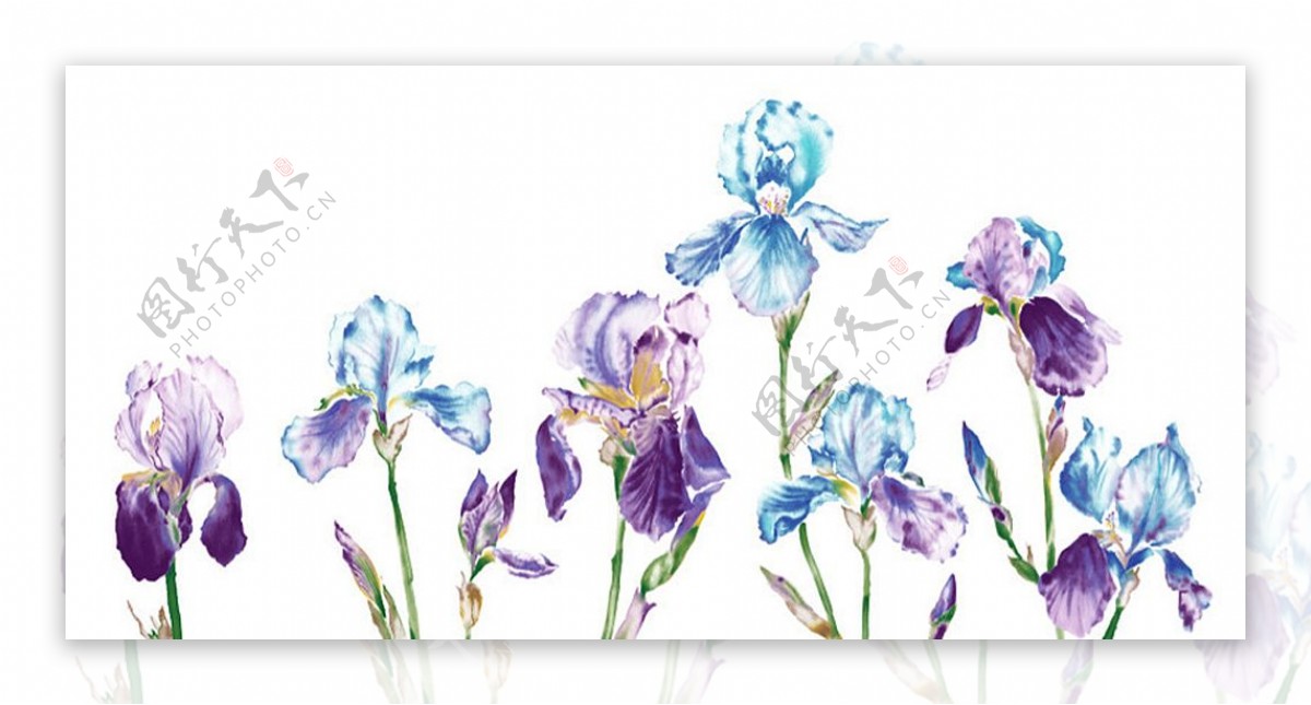 位图植物图案写意花卉花朵鸢尾花免费素材