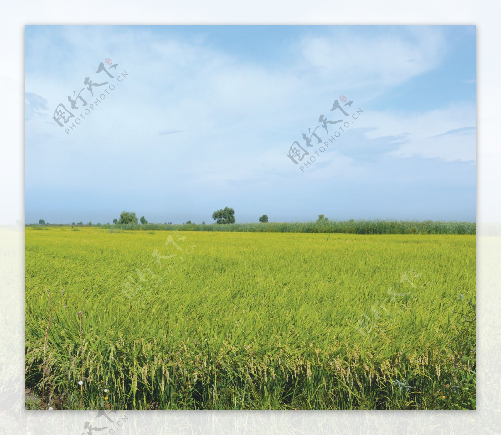 高清风景素材绿油油的稻田