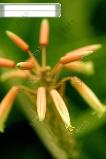 花卉无语百花世界花朵花草花蕊花瓣百花世界全球首席设计大百科