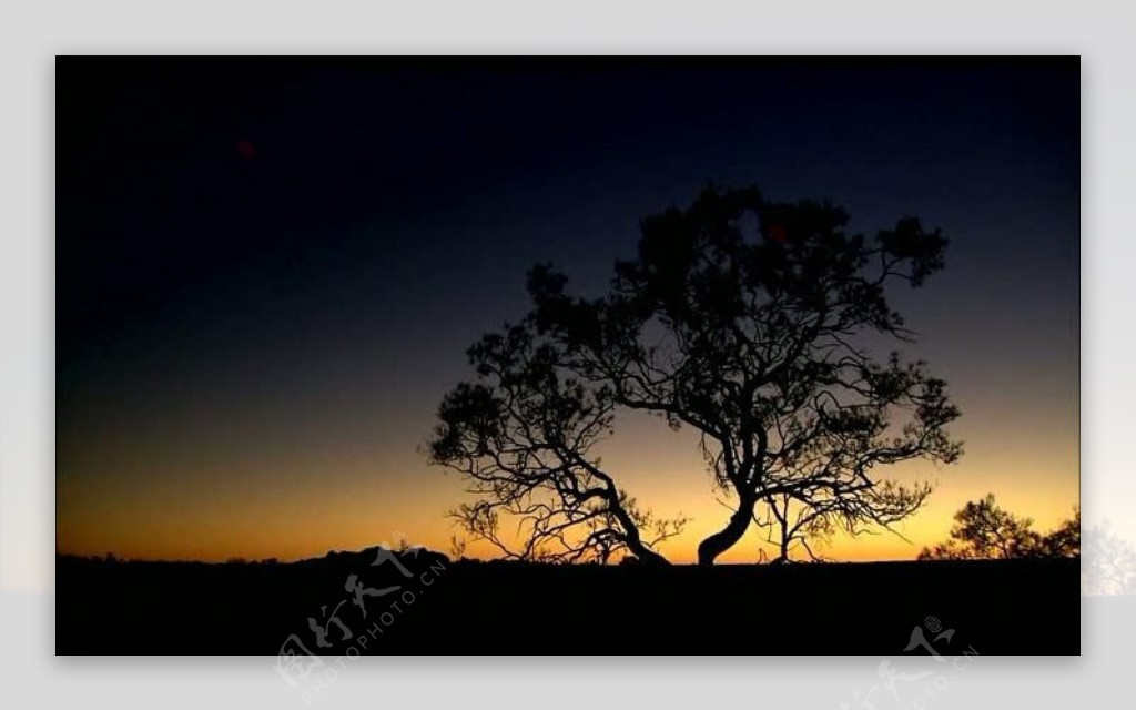 夕阳大树风景画视频图片