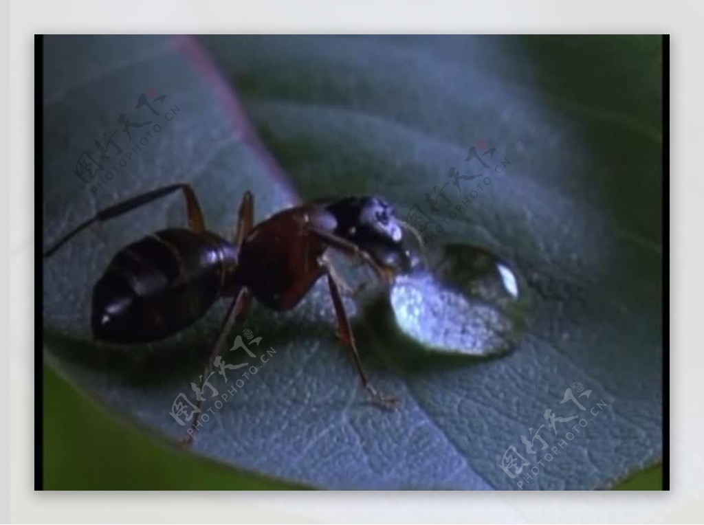 蚂蚁视频素材图片
