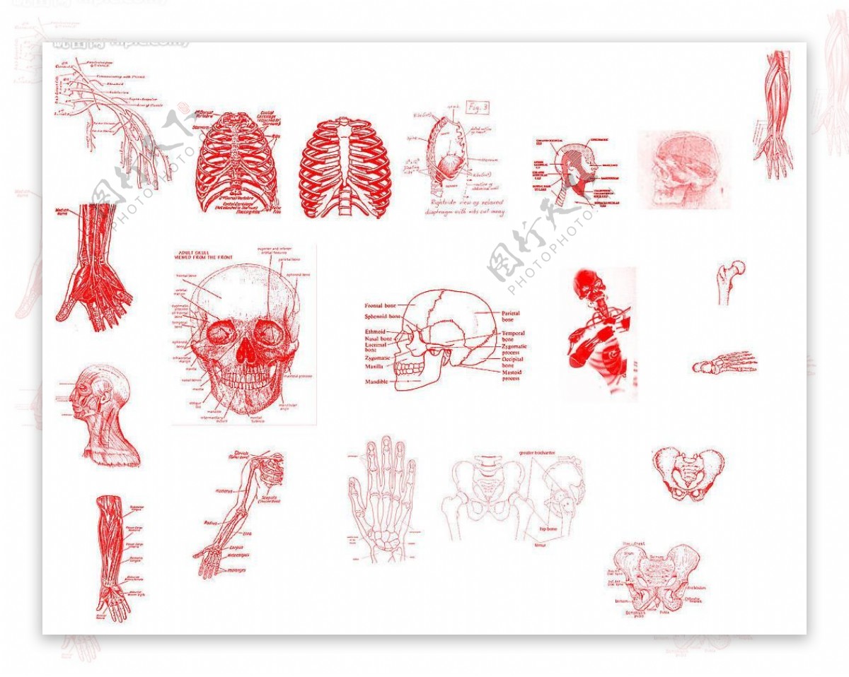 人体骨骼手部肌肉图片