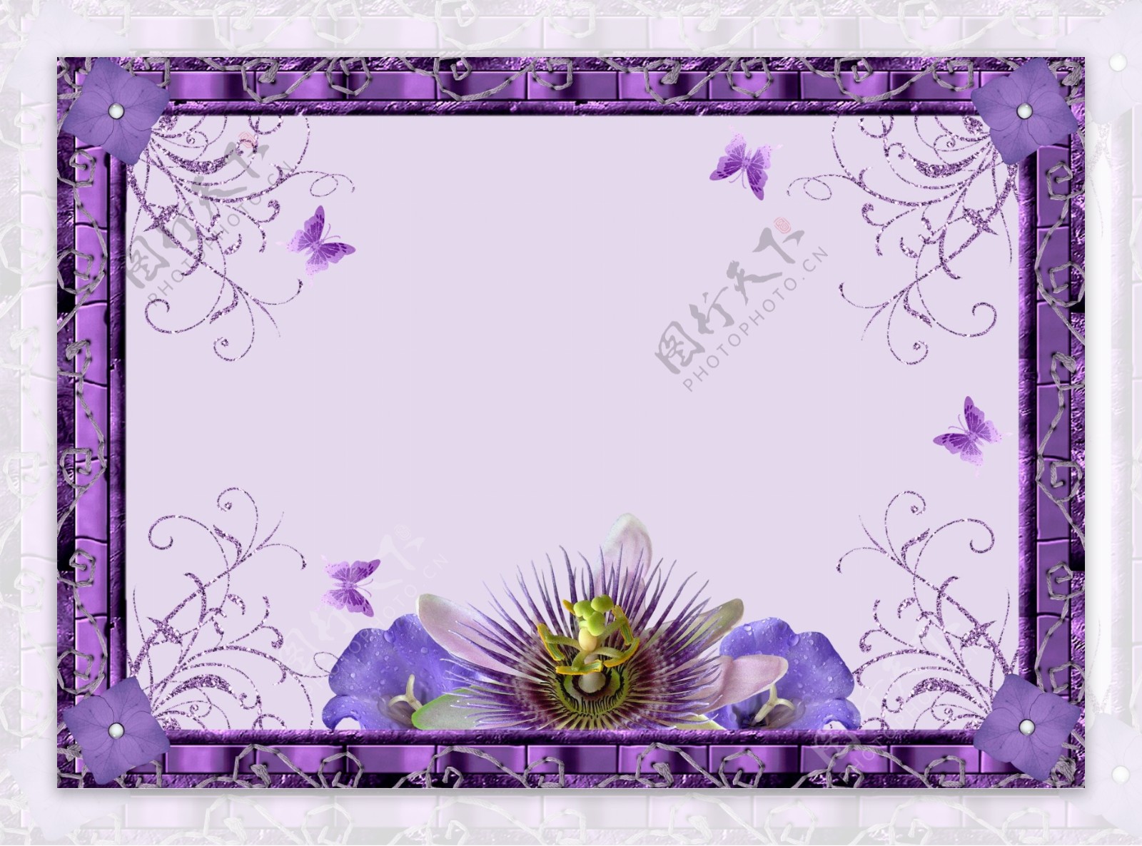 紫色花卉蝴蝶照片模版图片