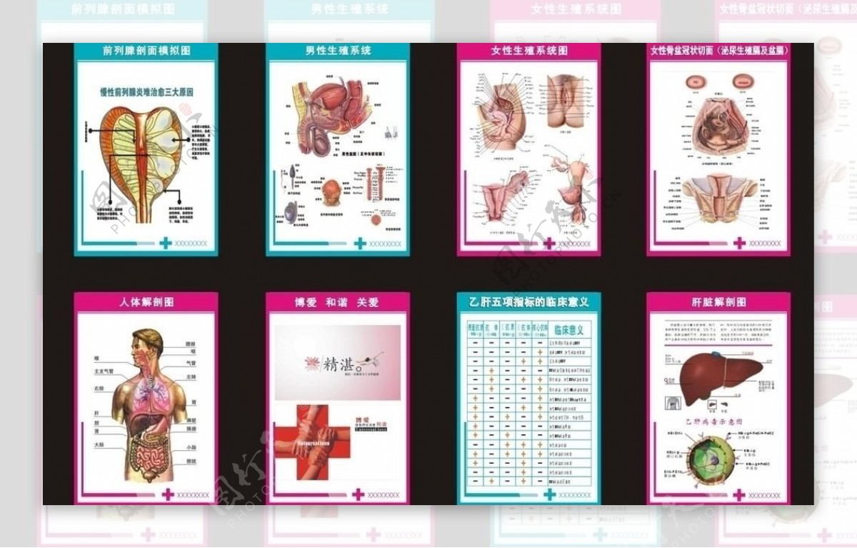 人体解剖图与生殖器官解剖图图片