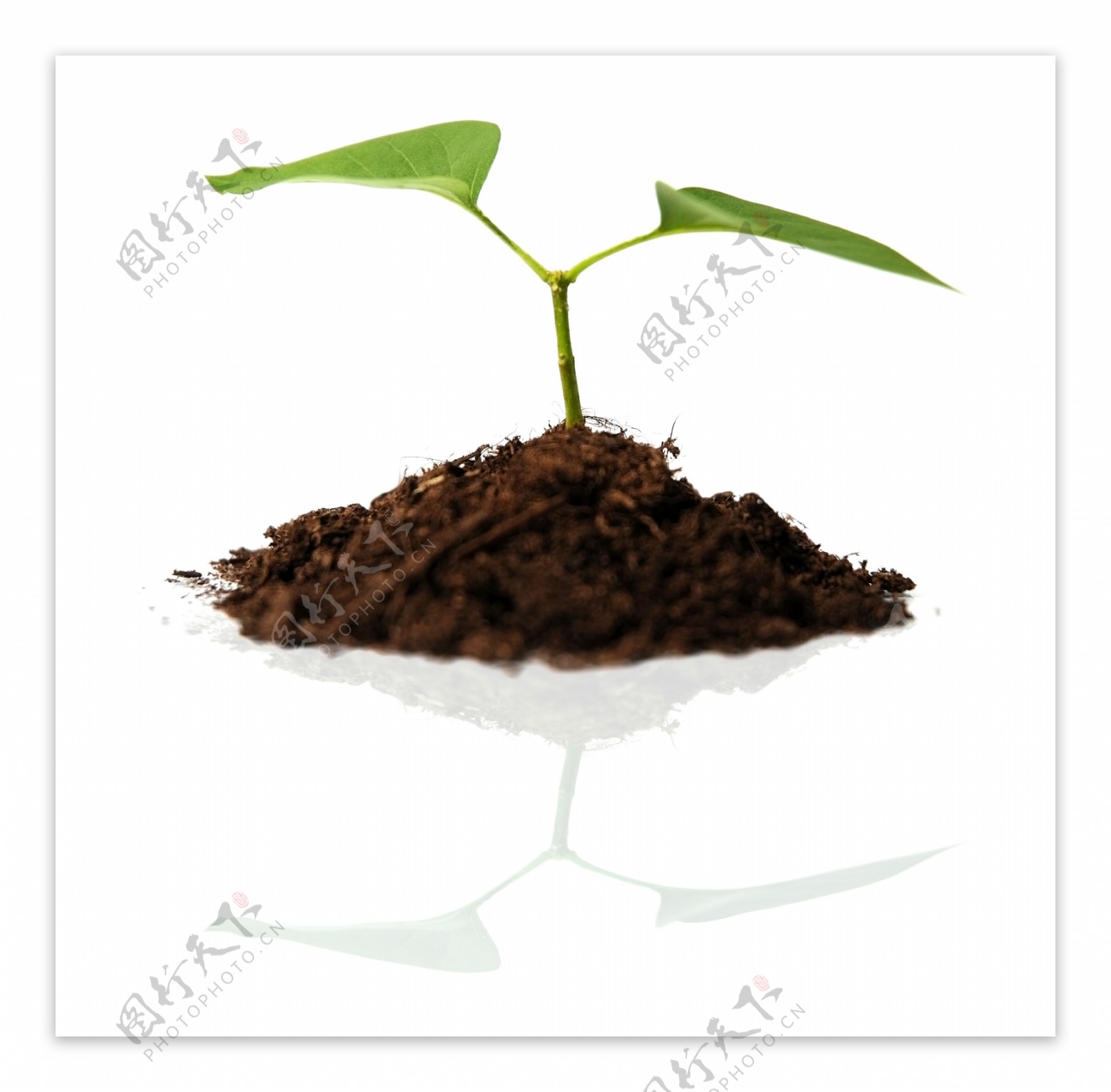 泥土与植物图片素材