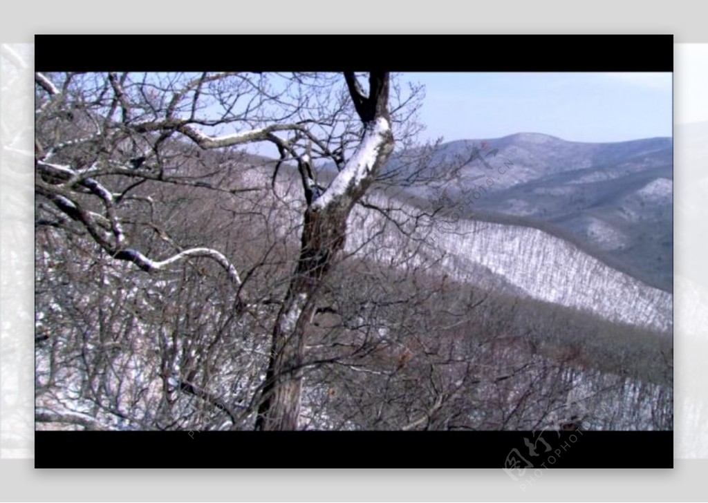 森林冬季雪景高清视频素材