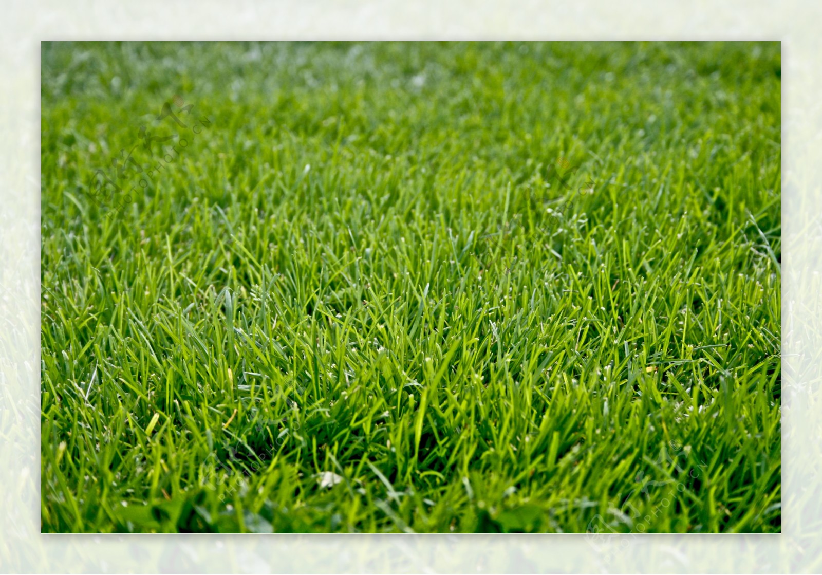 青草草坪图片