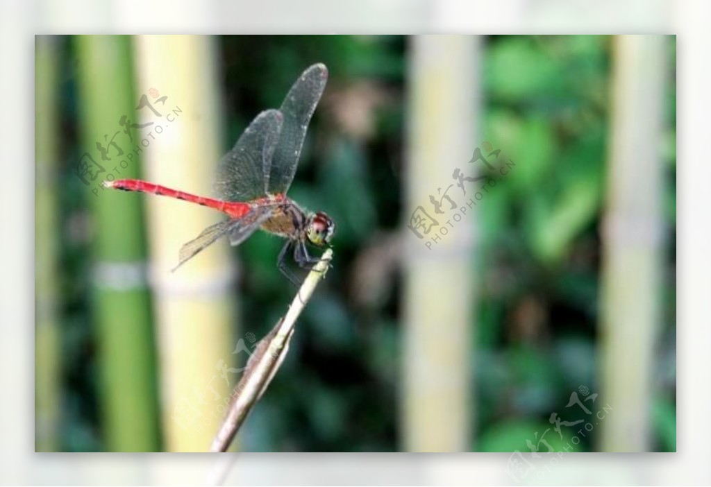 蜻蜓竹影图片