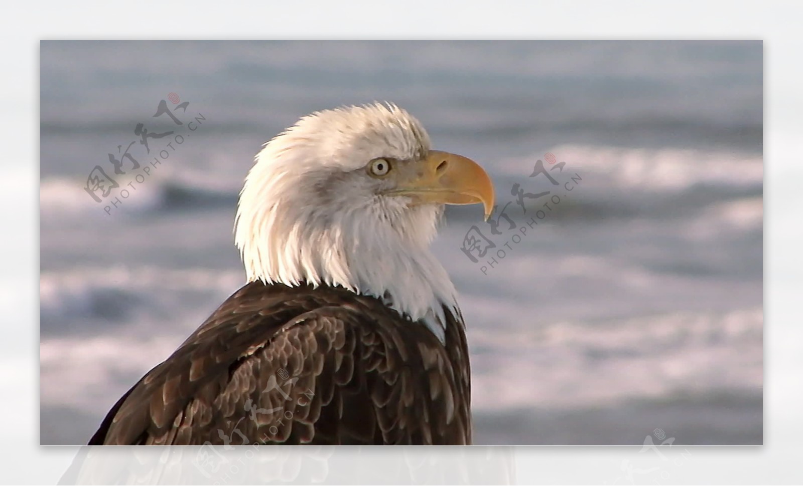 关闭背景中的股票视频画面与海的秃头鹰视频免费下载