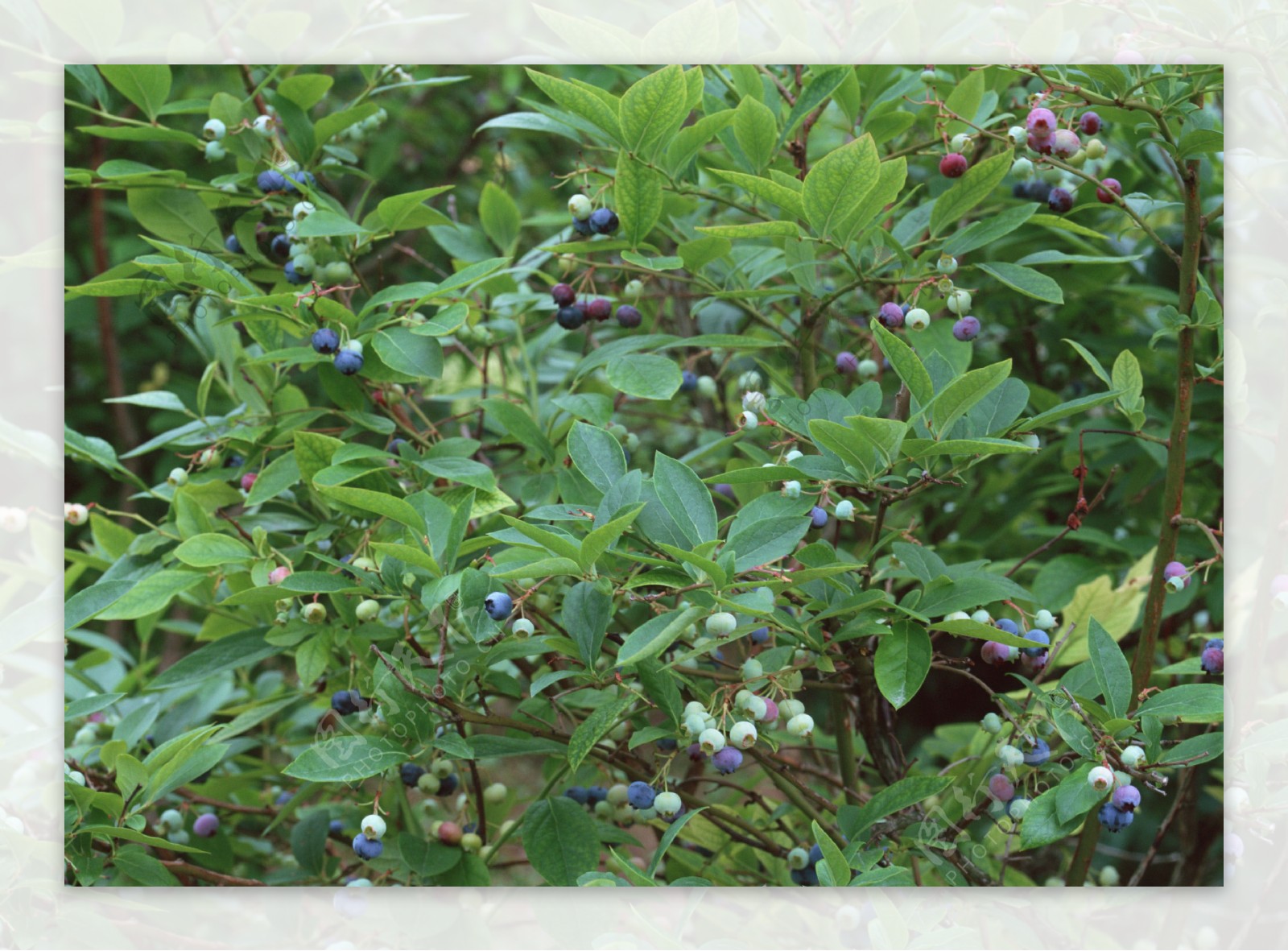蓝莓采摘园成长中的青蓝莓绿色新鲜蓝莓园