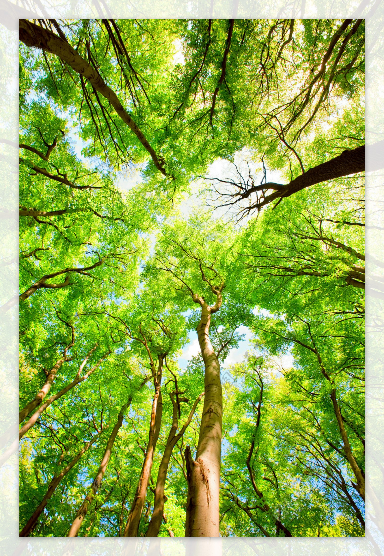 仰视效果绿树树林图片