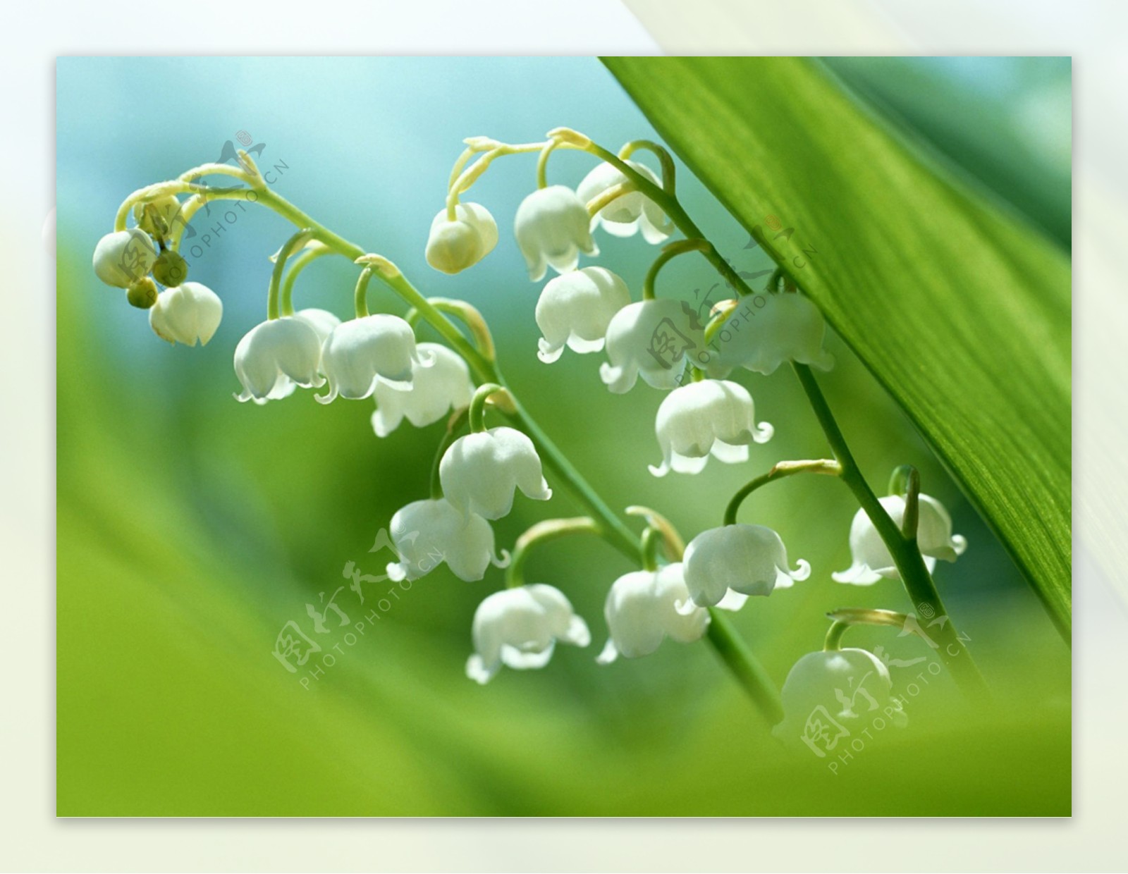 春夏季花卉铃兰背景图片