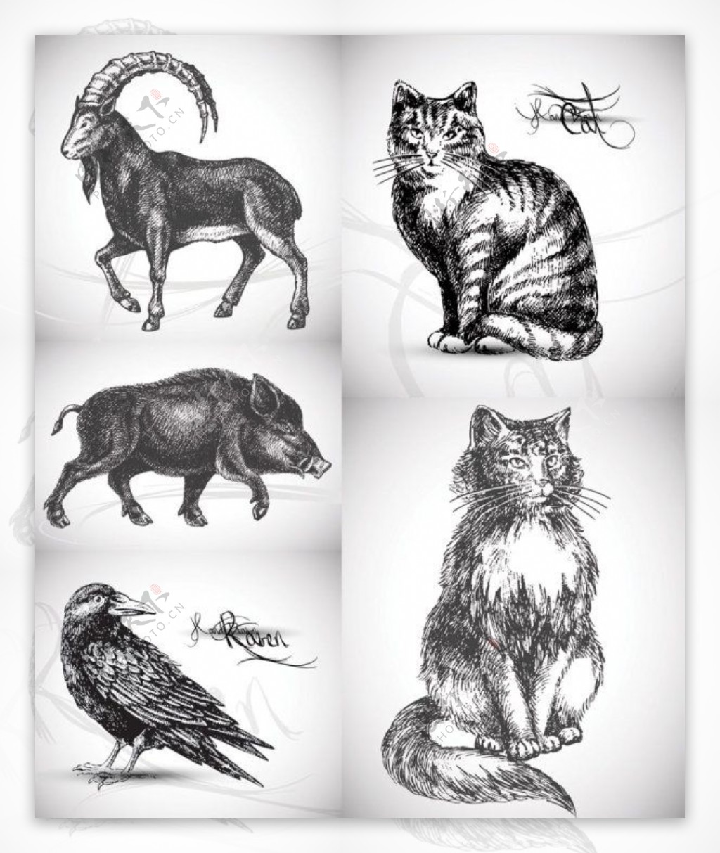5款手绘动物矢量素材
