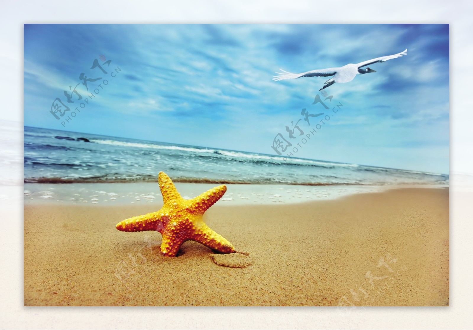 海滩星星图片