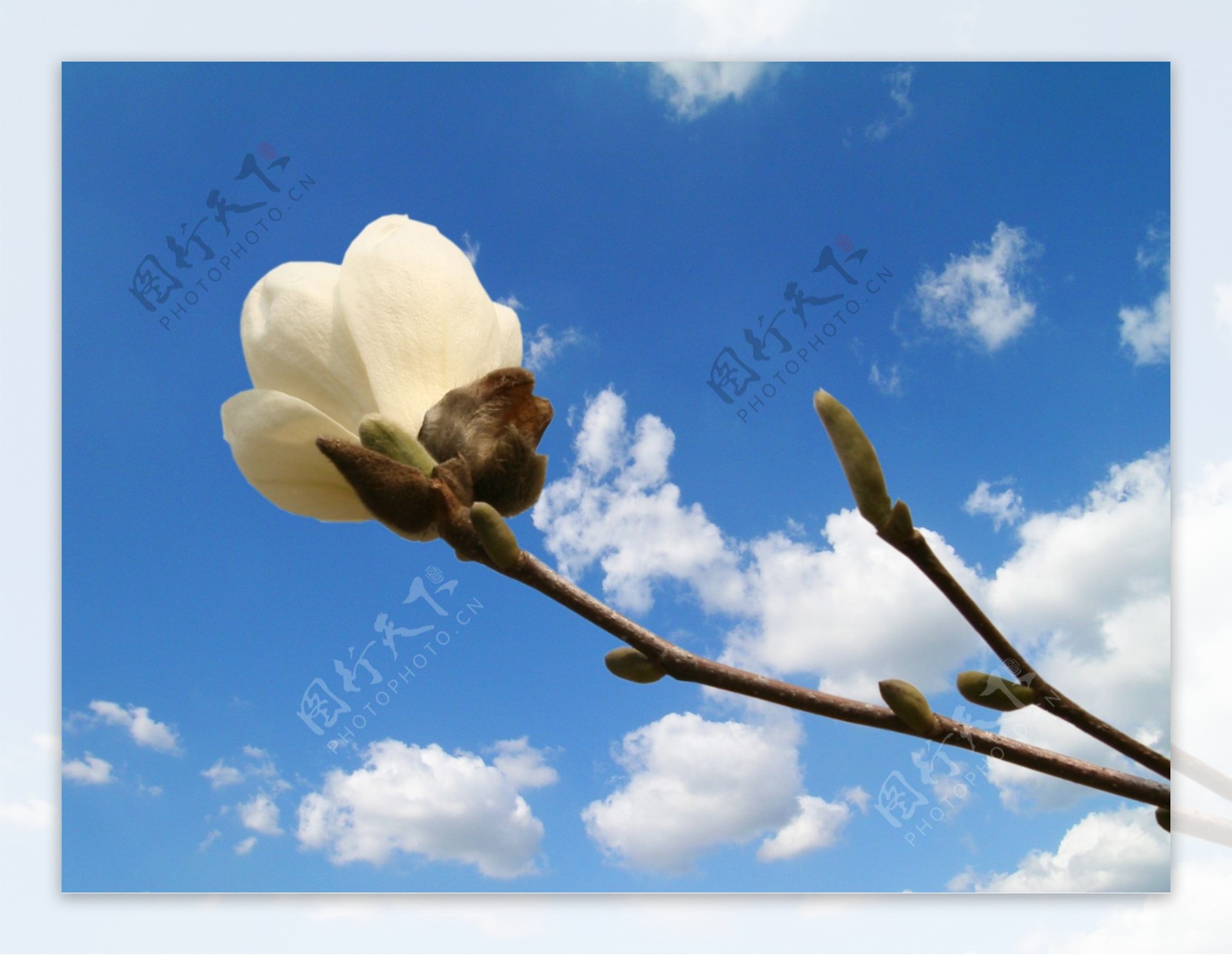 花朵蓝天白云蓝色天际树枝PSD分层素材源文件韩国花纹图库
