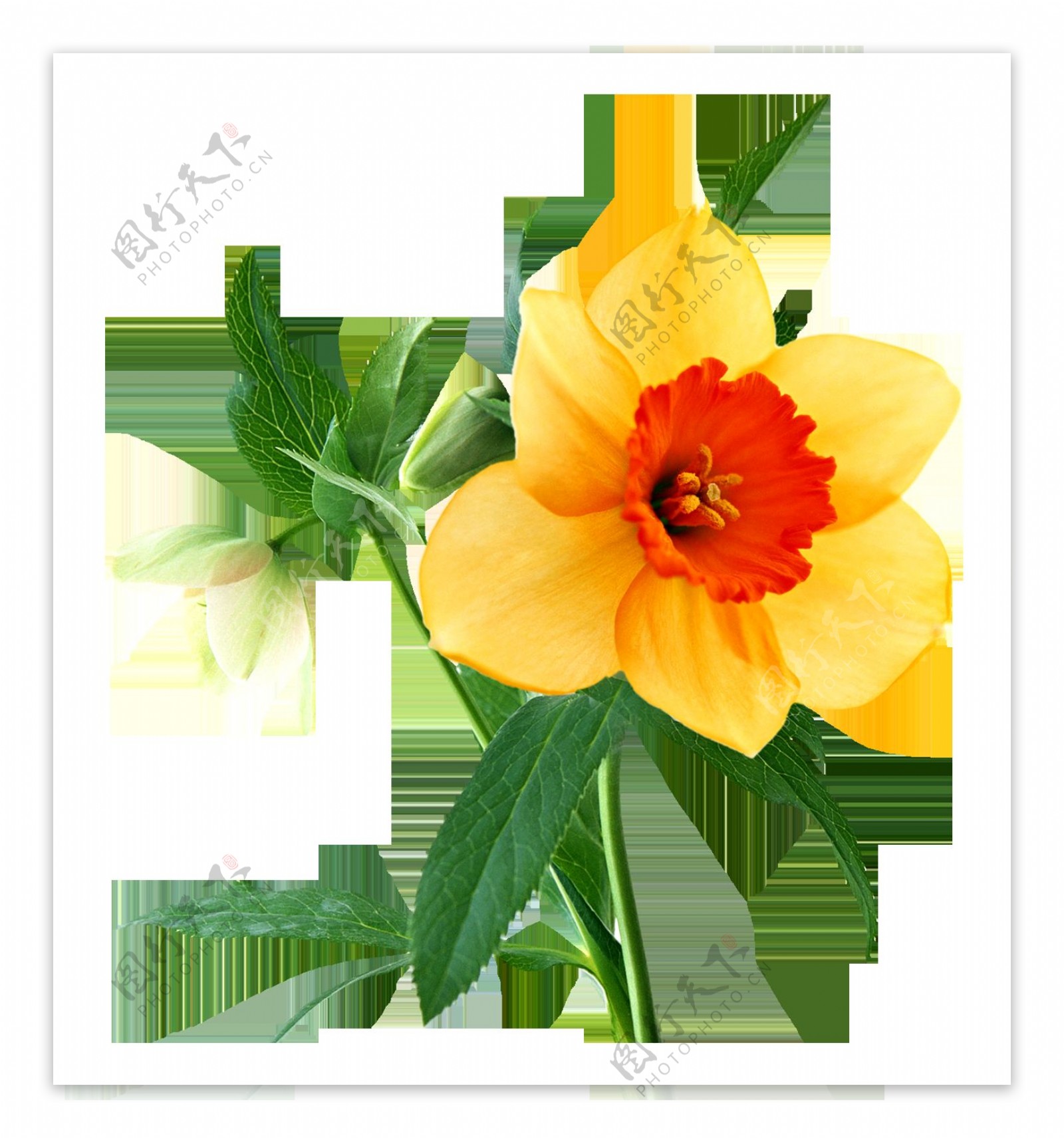 绿色植物黄色花朵抠图素材