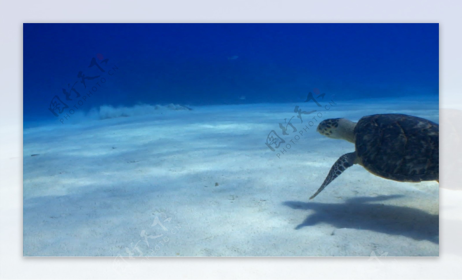 海龟和鱼在海底股票视频视频免费下载