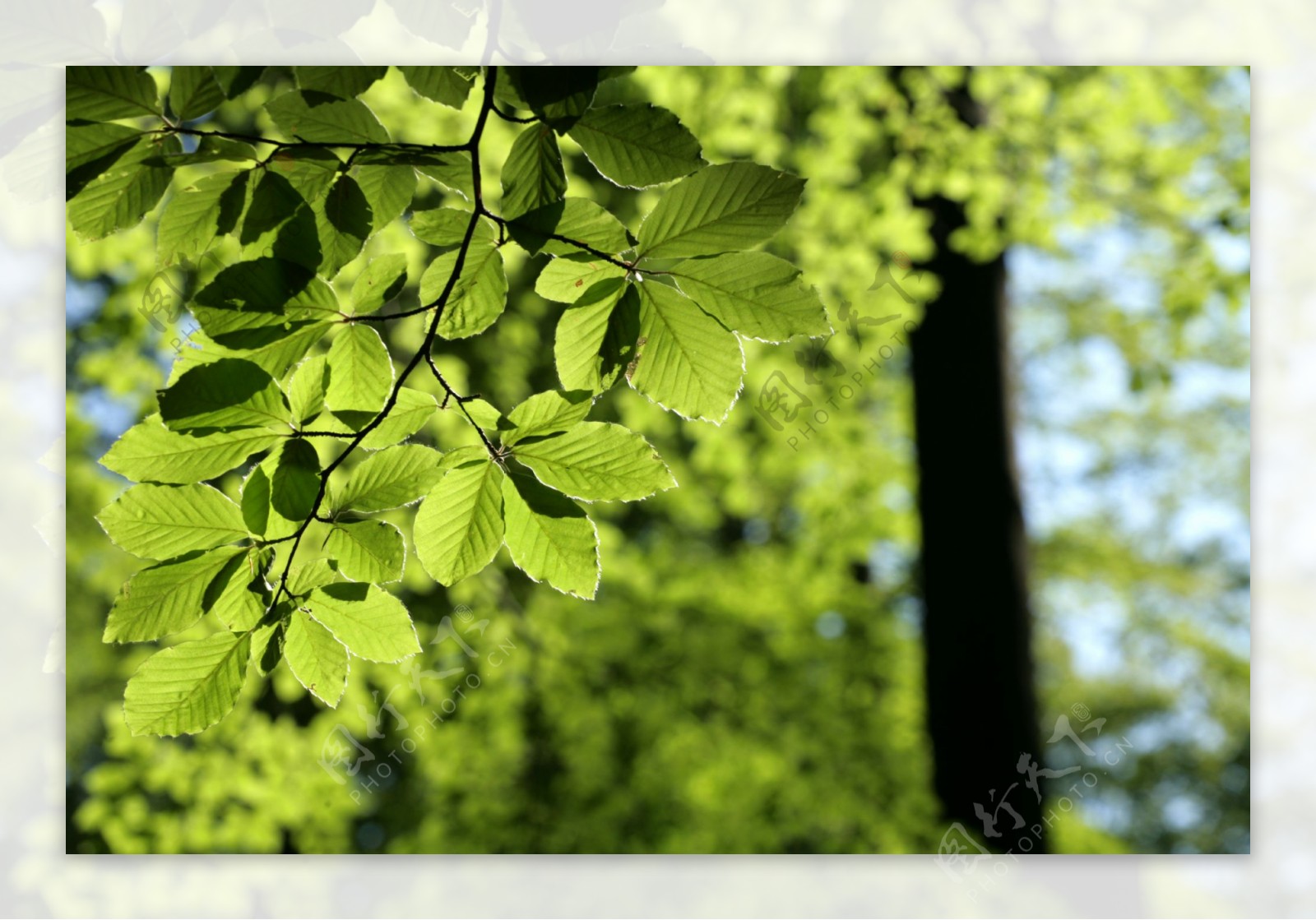 绿色树叶树木树枝实用图片精美图片印刷适用高清图片创意图片