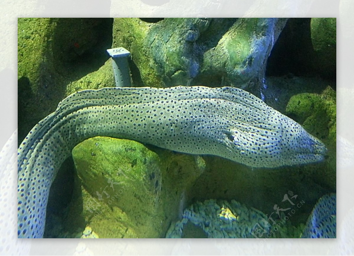 海鳗图片