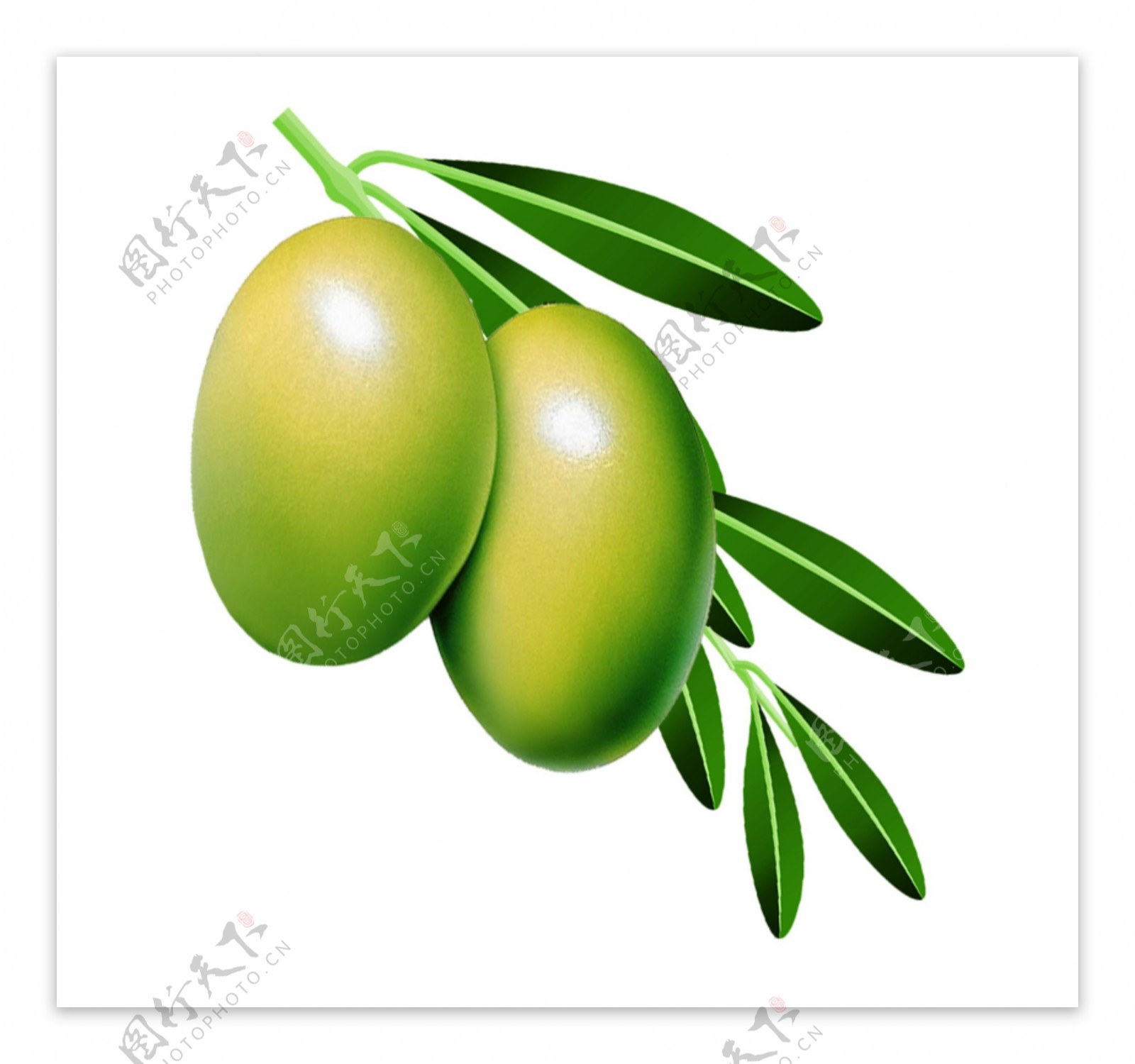 橄榄油橄榄树橄榄叶图片素材-编号08302969-图行天下