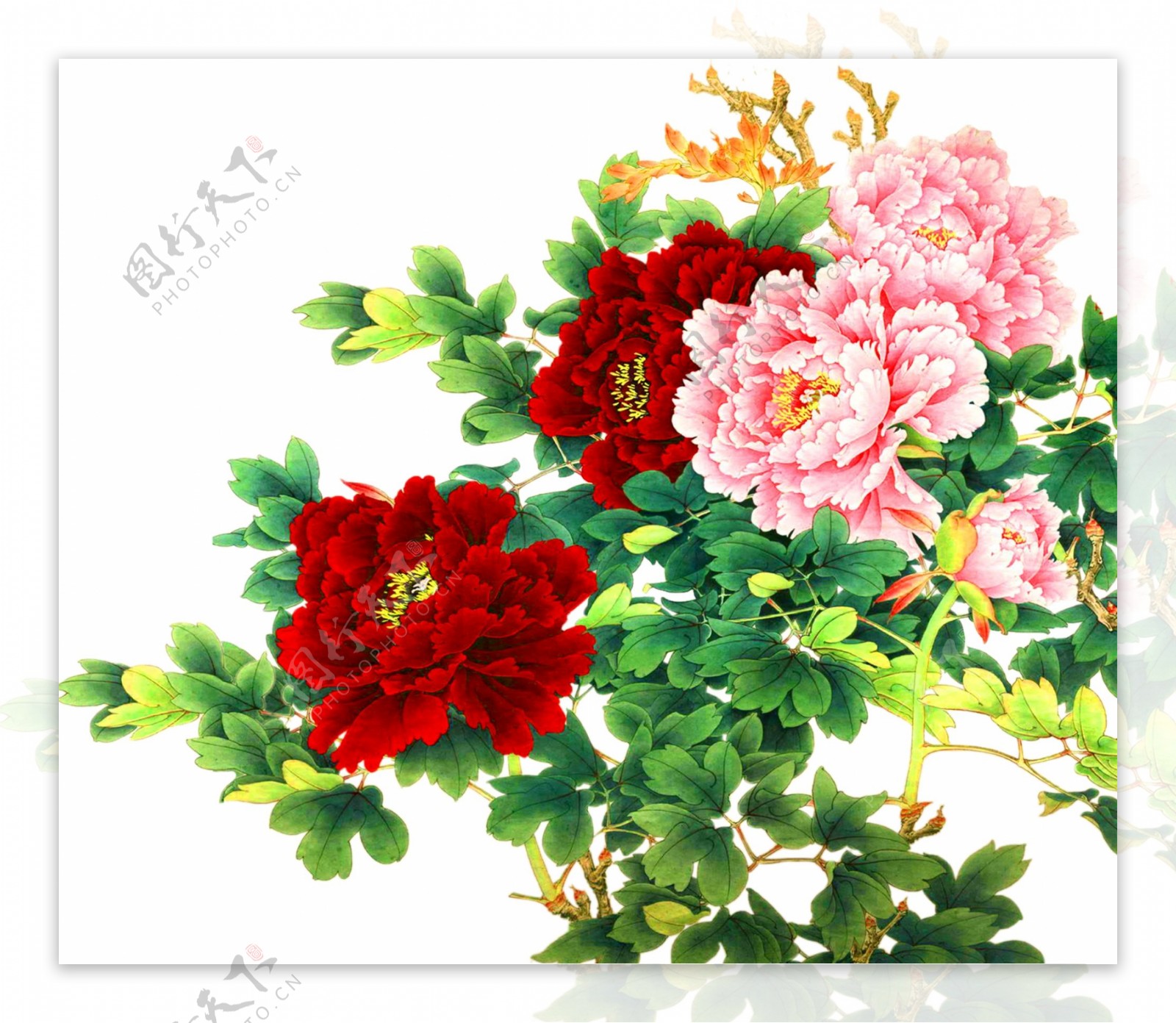 富贵牡丹花卉图片素材-编号26651653-图行天下