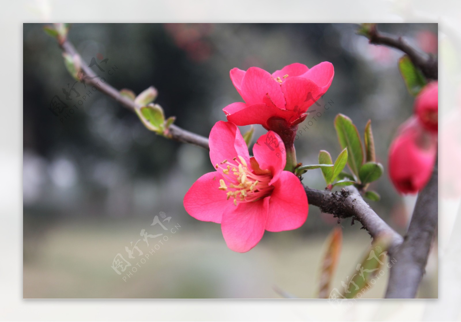 桃花图片