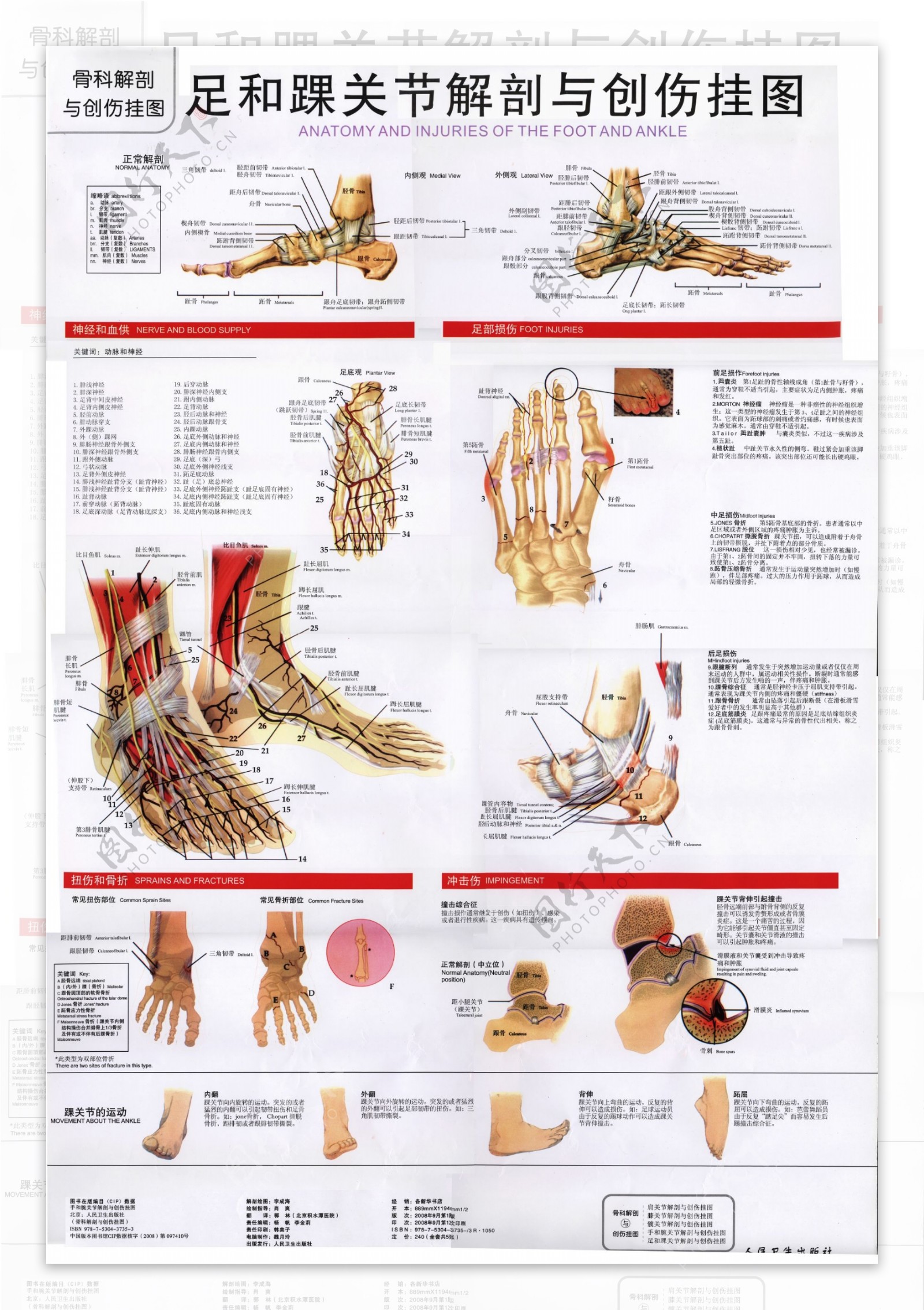 足和踝关节解剖图