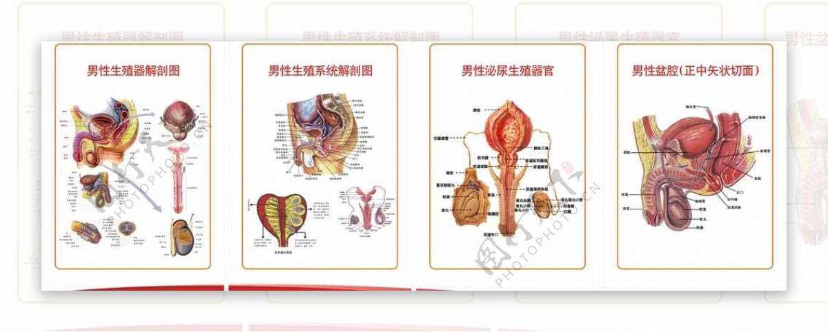 生殖系统解剖图图片