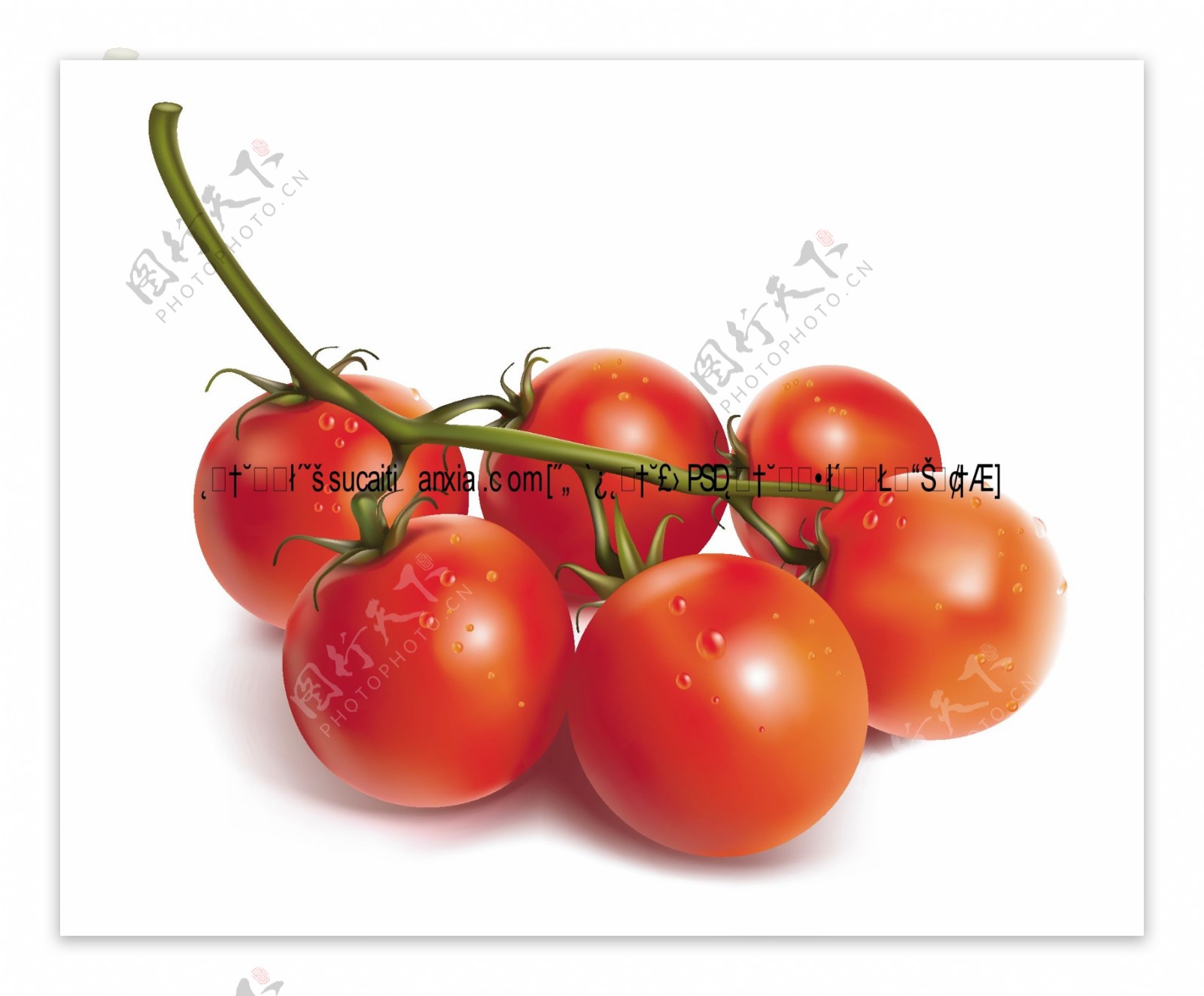 无公害新鲜西红柿矢量素材